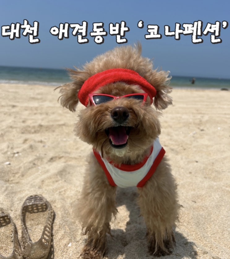  [대천][애견동반] 10만원 이하 가성비 숙소 코나펜션