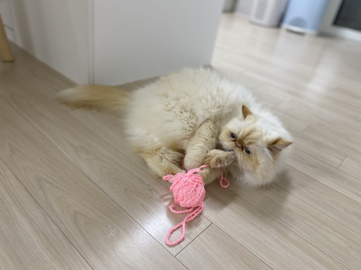  고양이 장난감