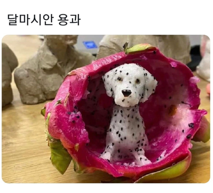  달마시안 용과