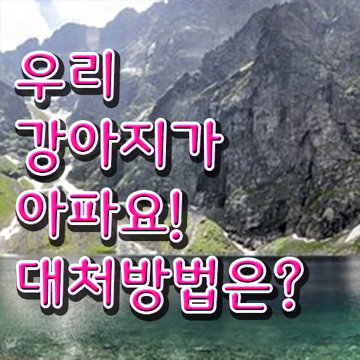  반려견 트레이너 , 반려동물관리사 자격증 합격 전략 궁금하다면