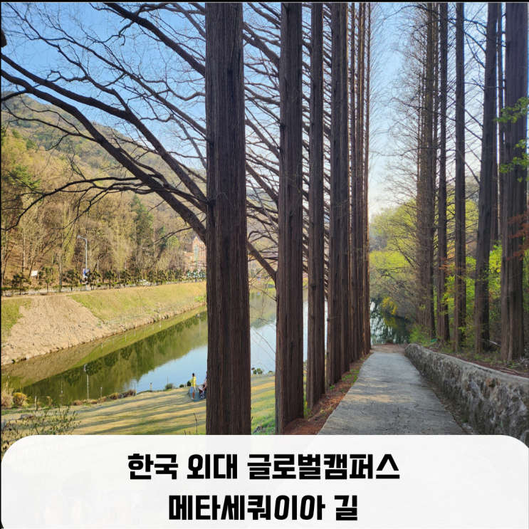  한국 외대 글로벌캠퍼스 힐링 장소 메타세쿼이아 길