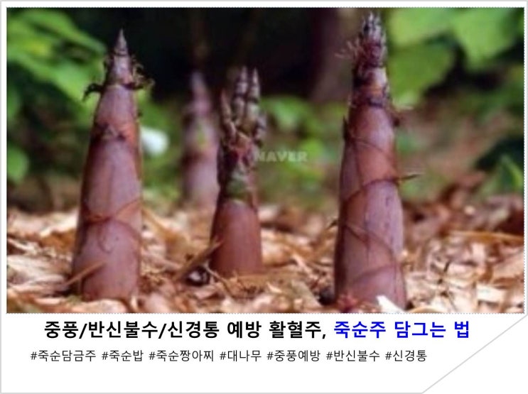  중풍/반신불수/신경통 예방 활혈주, 죽순주 담그는 법