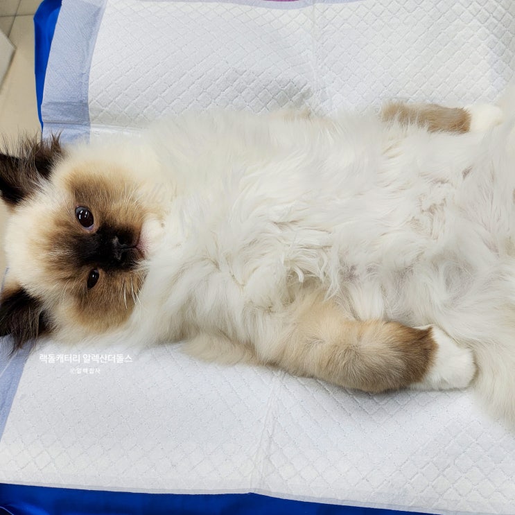  고양이 사료 논란, 살리노마이신 중독증 해외 사례 정리