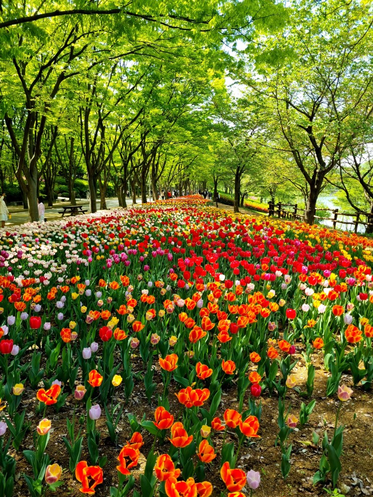 2024 꽃 전시회 인천대공원 봄나들이