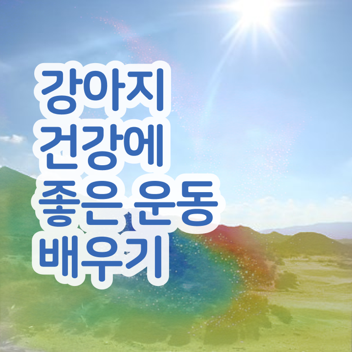  반려동물 등록 과태료 ~ 반려견운동지도사자격증 단기간에 취득한 과정