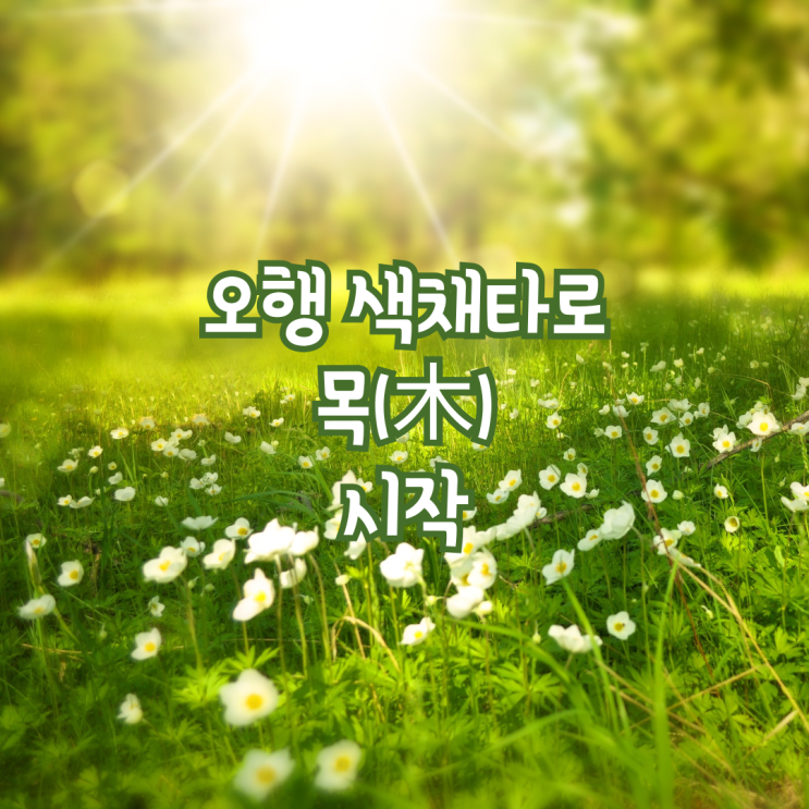  오행 색채 타로 목(木) 컬러 심리 시작의  의미