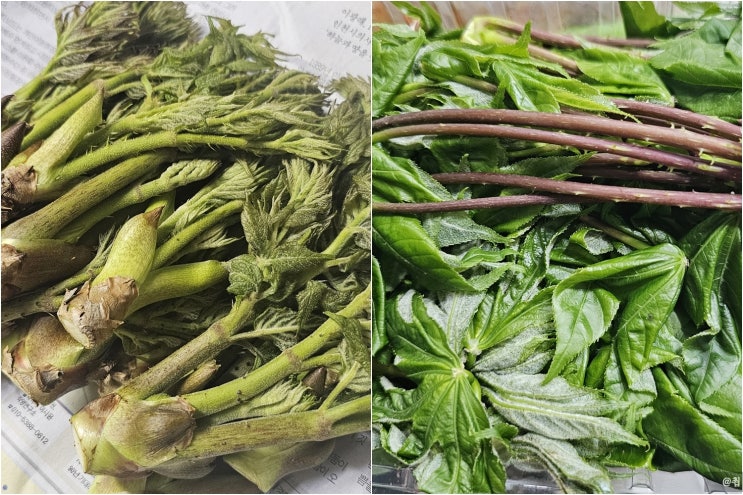  두릅 효능 및 종류(참두릅, 개두릅, 땅두릅, 나무두릅) +데치는 방법까지