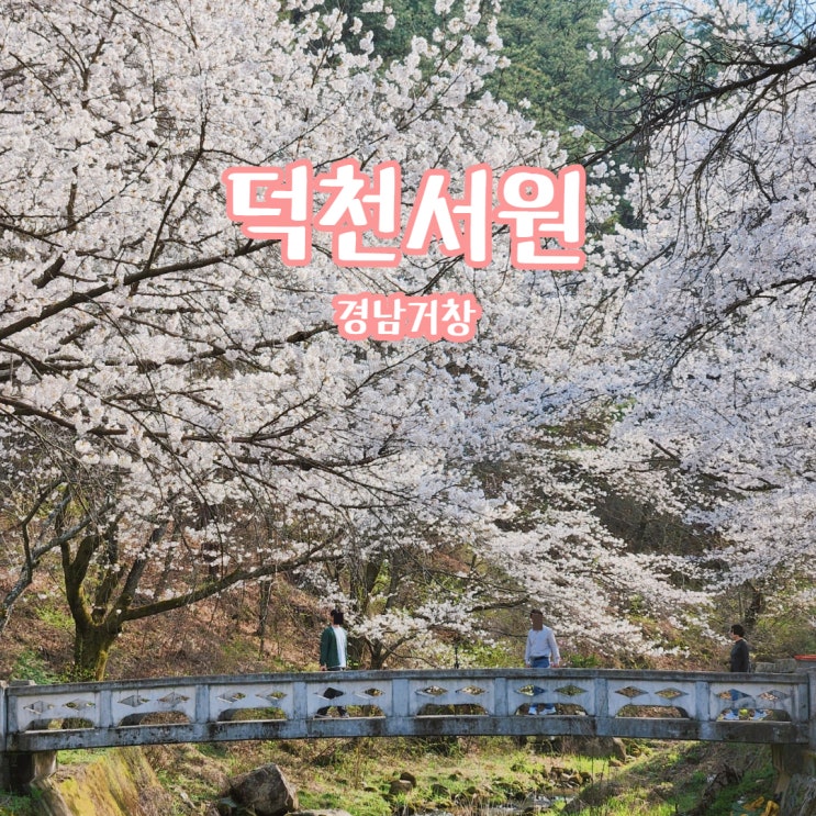 경남 거창 덕천서원 벚꽃 명소 주차 안내 및 사진촬영 팁