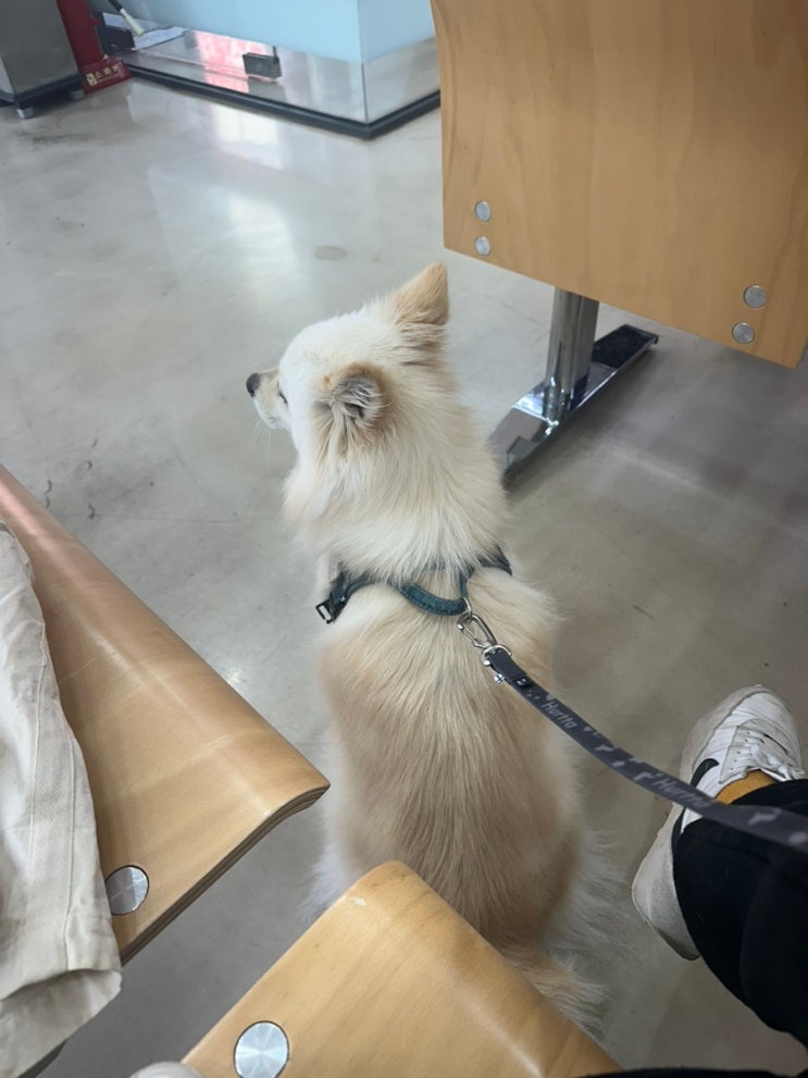  강아지 뇌수막염 투병일지(1)ㅣ식욕부진부터 시력소실까지(+PSS 의심소견)