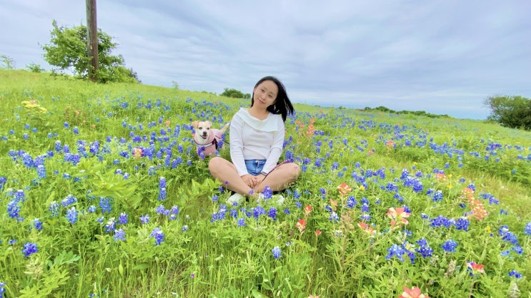  [Ennis] 달라스 근교 에니스 블루 보넷 트레일 Blue Bonnet Trail, 지금 가야하는 댈러스 4월 꽃구경