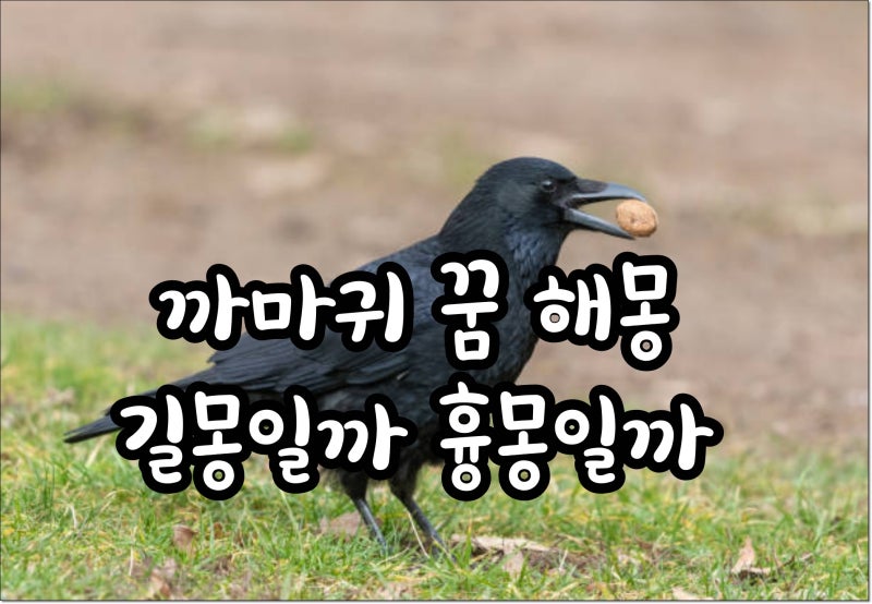 까마귀 꿈 해몽 꿈에 까마귀가 나왔다면 길몽일까 흉몽일까