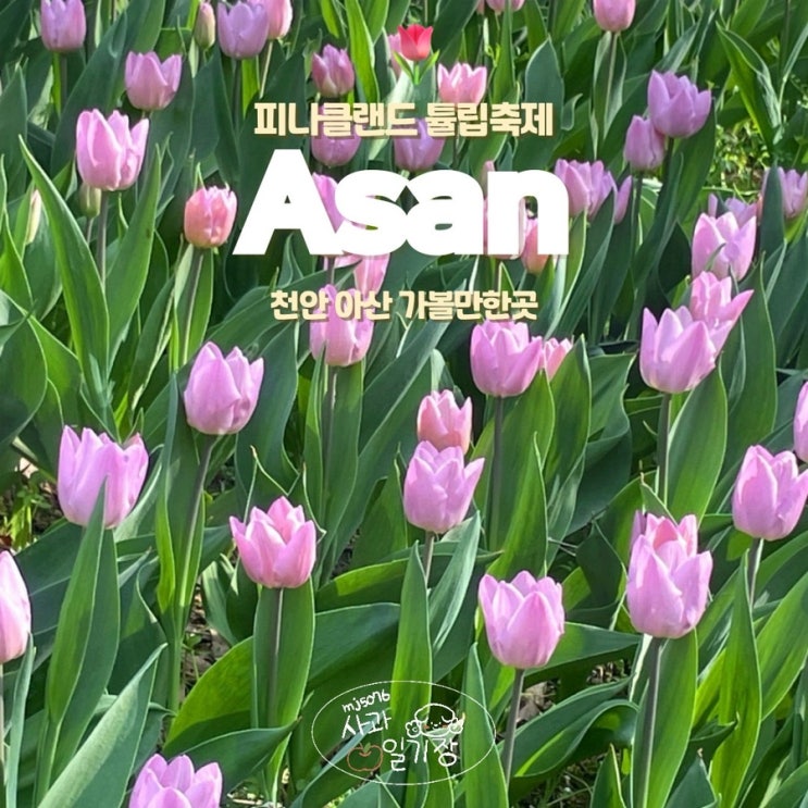  천안 아산 가볼만한곳 피나클랜드 튤립 축제 할인 꽃구경