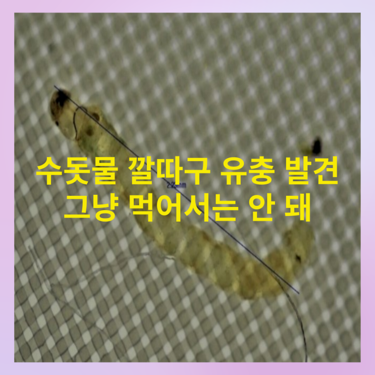  이천 수돗물 깔따구 유충 발견 피해와 대처, 퇴치방법은?
