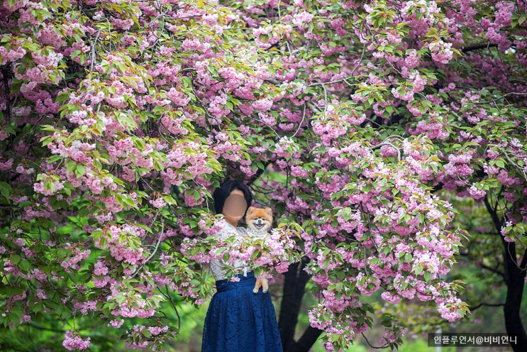  경북 김천 하교사 겹벚꽃 숨은 명소 개화 상황 주차장