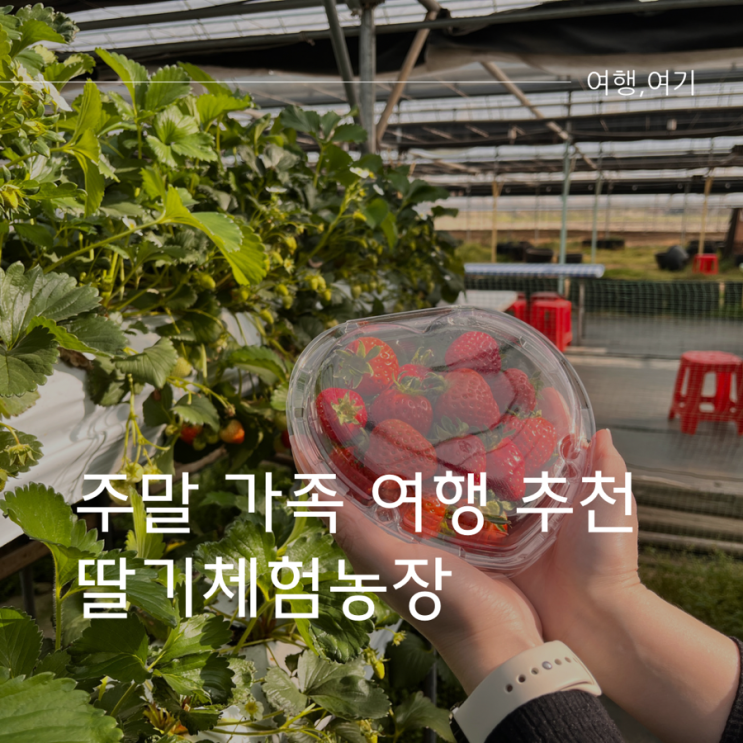  양평 딸기송어축제 딸기체험 추천 이유