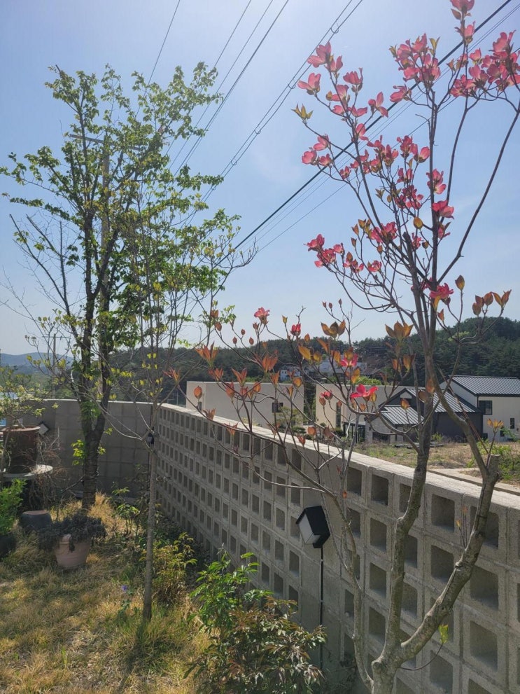  봄에 오고 싶은 풀빌라, 럭셔리 경주 독채 펜션 : 라비안풀빌라