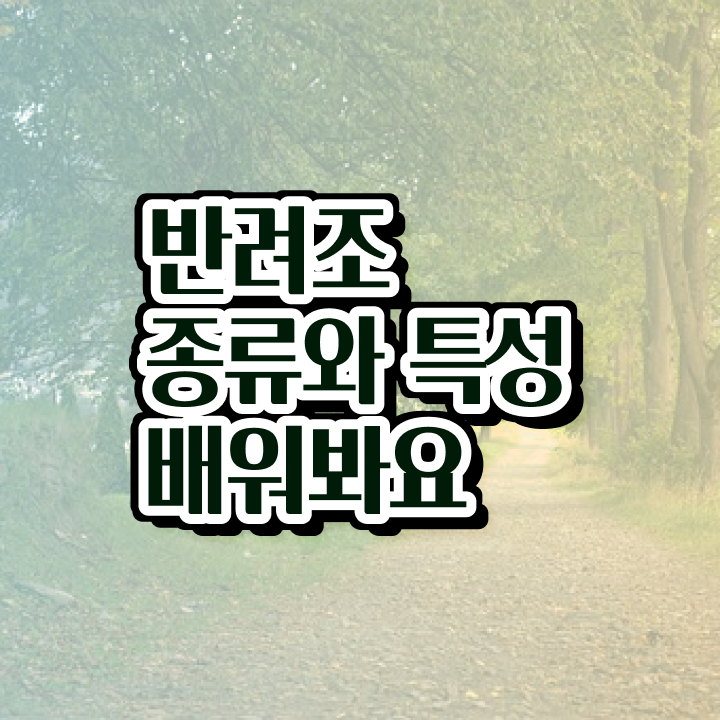  부산 앵무새 분양 , 반려조관리사 자격증 연봉, 취업 전망 등 궁금증 해결