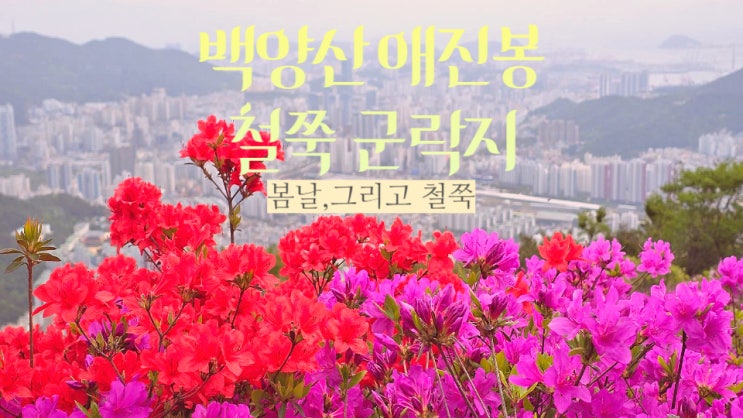  백양산 애진봉 철쭉 개화 만개(최단코스 부산 선암사 들머리)