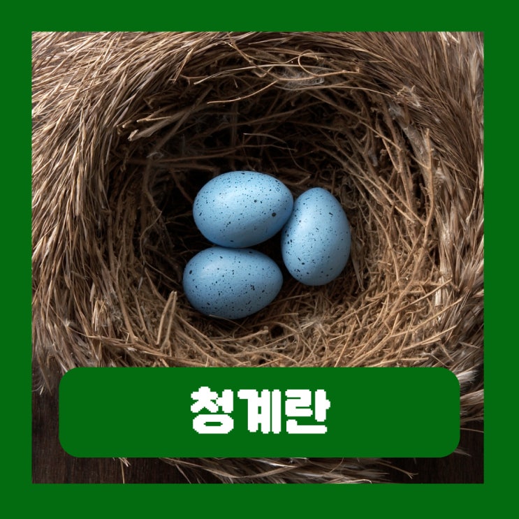  청계알 효능 청계란 가격 일반계란 차이 부작용