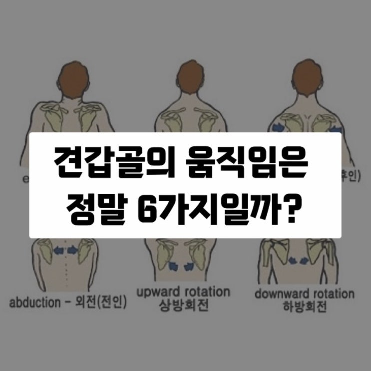  견갑골(날개뼈)의 움직임은 정말 6가지일까?