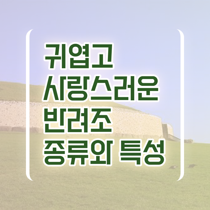  말하는 앵무새 가격 , 반려조관리사 자격증 상세한 시험준비 학습방법 알아볼까요