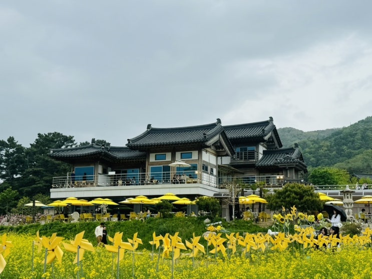 경주 바실라 유채꽃명소 카페 경주 바실라 유채꽃명소 카페