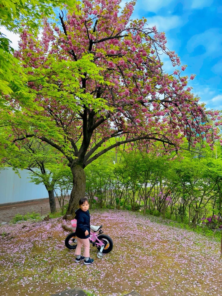  서울 겹벚꽃 대표명소 보라매공원 개화율, 꽃위치정보(공사주의!)