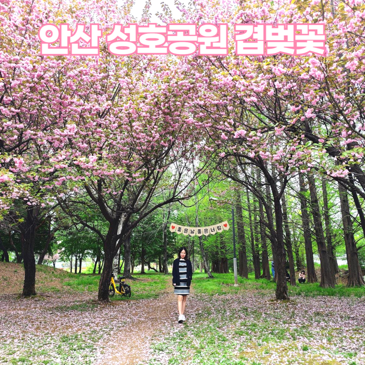 안산 성호공원 2024 겹벚꽃 데이트 (주차장 정보까지) 안산 성호공원 2024 겹벚꽃 데이트 (주차장 정보까지)