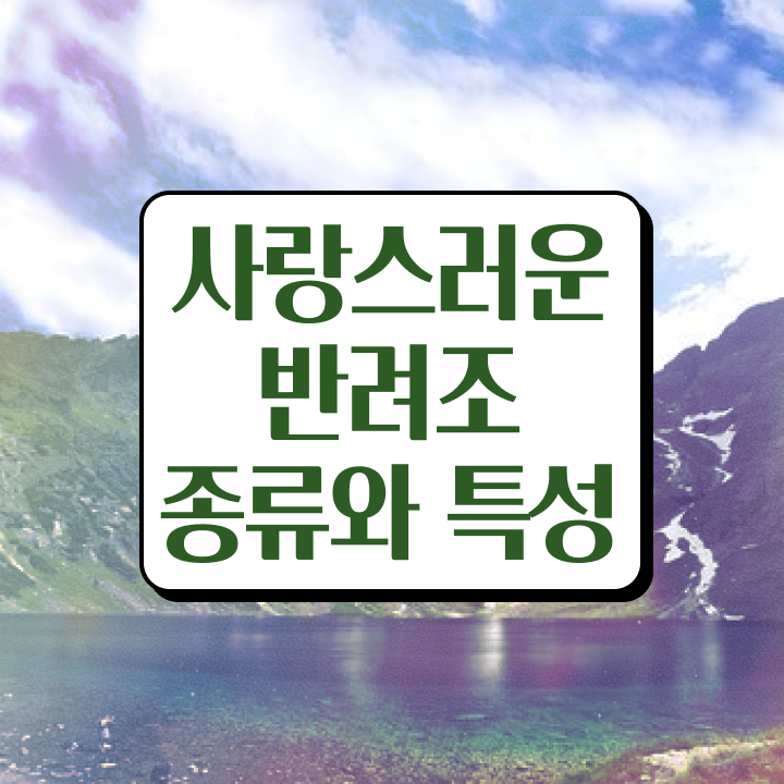  마크 앵무새 길들이기 , 반려조관리사 자격증 인터넷 학습과정 확인해보세요