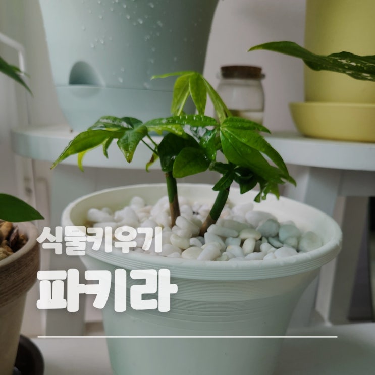  파키라 키우기 작은 크기 식물 분갈이하고 물 주기