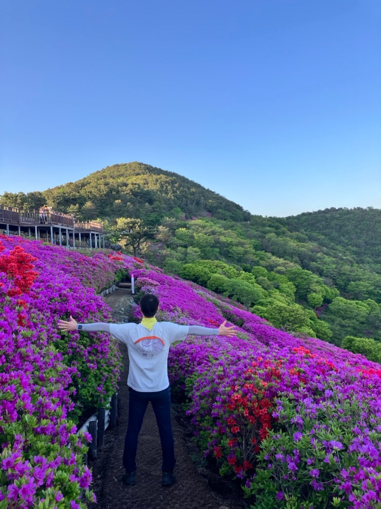 (397)[<b>부산</b>/북구] <b>백양산</b> 애진봉 <b>철쭉</b> 개화상황(240424)... 