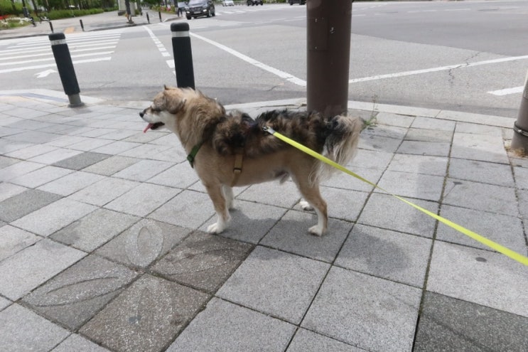  함께 보내는 강단풍의 요즘 일요일 일상