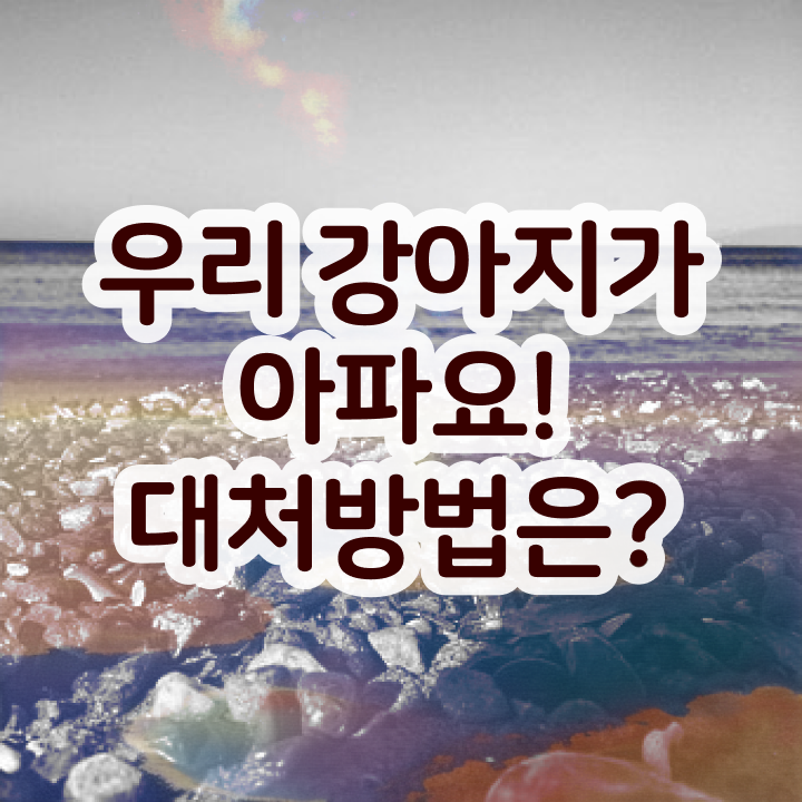  반려동물행동교정사 자격증 , 반려동물관리사 자격증 온라인 단기로 합격 전략 콕콕 짚어드립니다