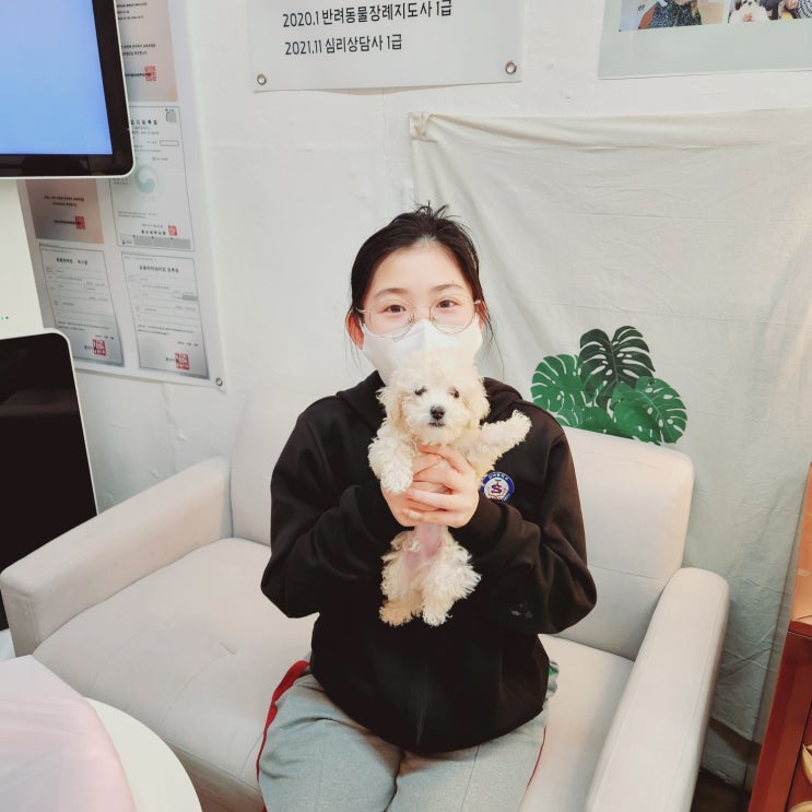  [대구강아지분양 실제후기] 중학생사춘기소녀의 마음을 사로잡았어요_대구말티푸분양"노아"(feat.경산,포항,구미)