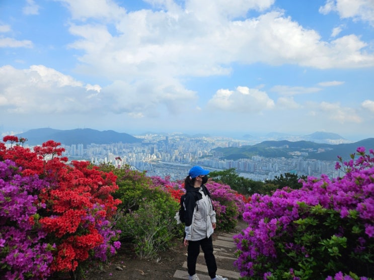 [<b>부산</b>/모라] <b>백양산 철쭉</b> 현재 개화현황 운수사-<b>백양산</b>등산... 