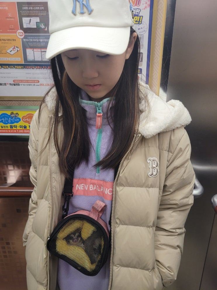  김해문화체육관 주니어 줄넘기심사/부산 서동동물병원 슈가글라이더 중성화수술