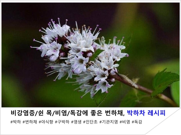  비강염증/쉰 목/비염/독감에 좋은 번하채, 박하차 레시피