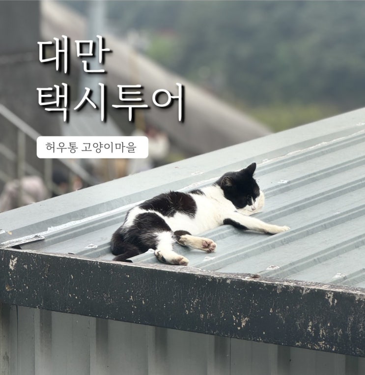  대만여행 택시투어 2탄, 허우통 고양이마을 후기