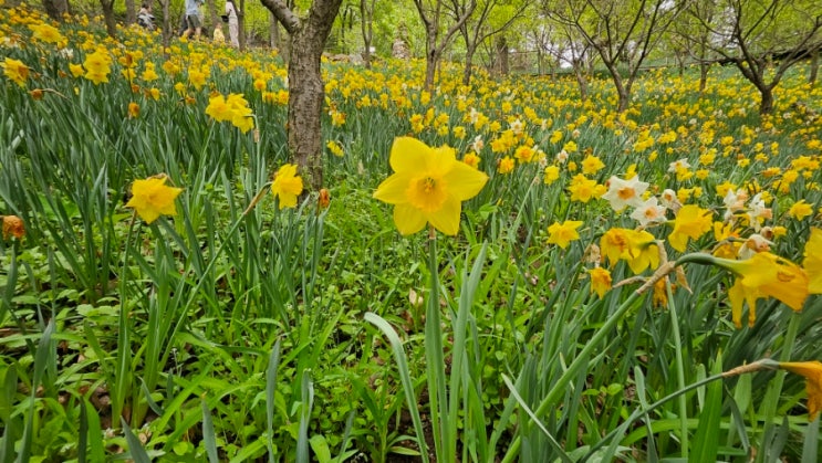  곤지암리조트에서 화담숲 가는 길/ 4월 수선화 축제 기간의 화담숲 예매 방문 후기