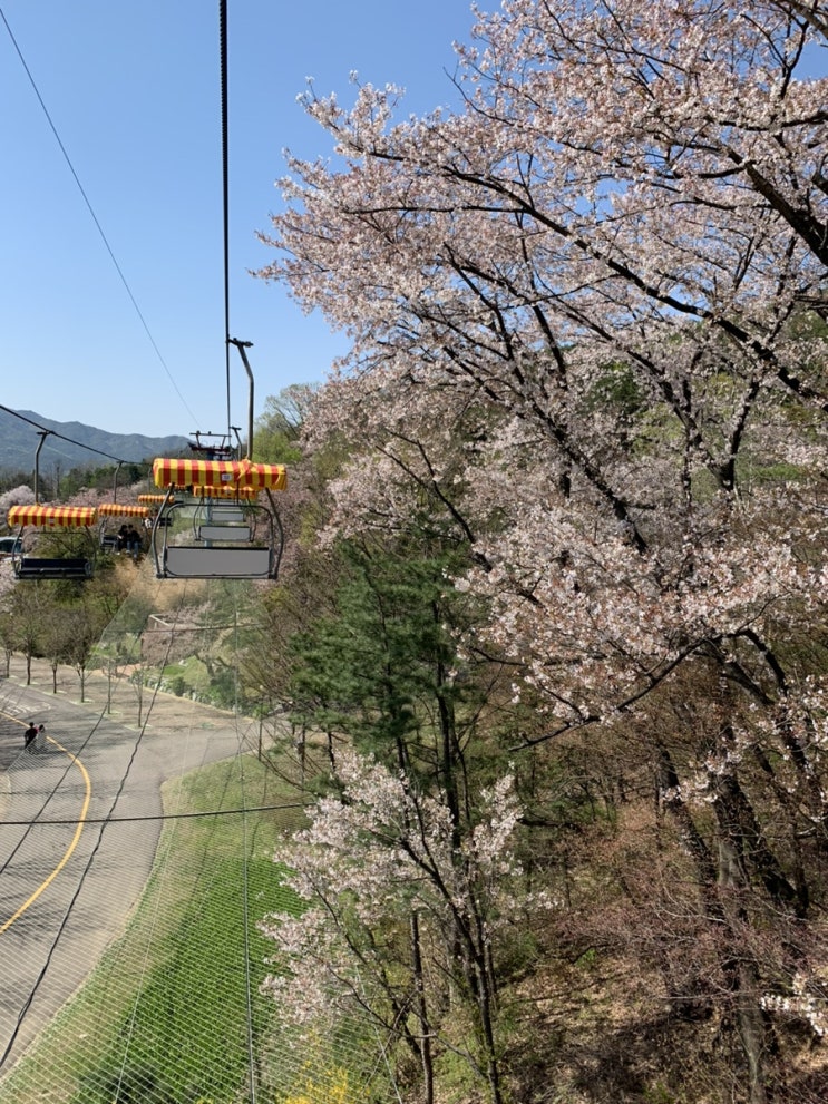  서울대공원 동물원 벚꽃 구경 및 코끼리열차 스카이리프트 탑승 후기