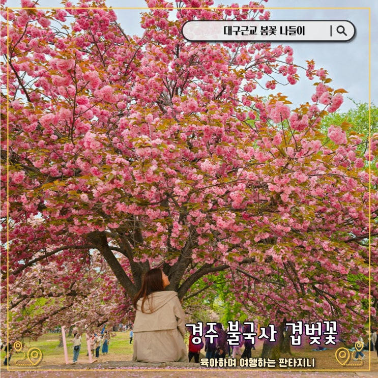  대구근교 봄나들이 - 경주 겹벚꽃명소 불국사 방문후기(개화상황, 주차장)