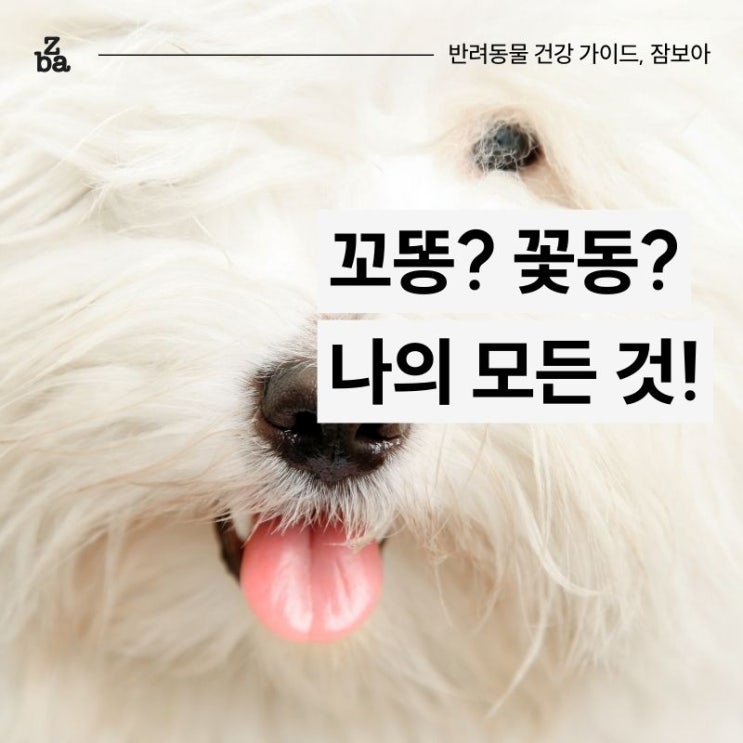  꼬똥 드 툴레아 기본 정보 총정리 (ft. 꽃동)