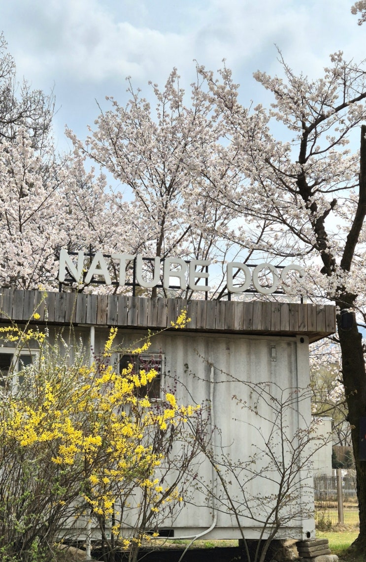  [양주네이처독] 벚꽂피면 동화같이 예쁜 강아지 운동장
