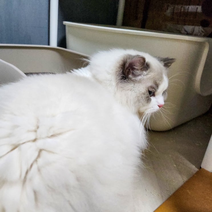  고양이 방광염 원인 증상, 혈뇨 결석 예방 사료와 치료 방법