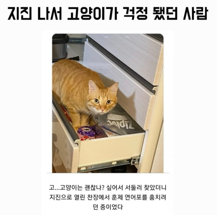  지진 나서 고양이가 걱정 됐던 사람