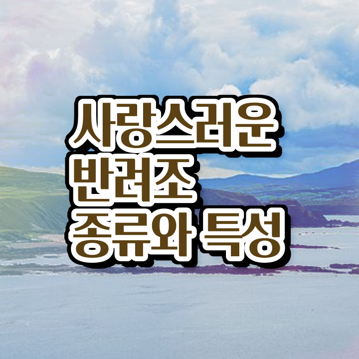  회색앵무새분양 , 반려조관리사 자격증 난이도, 합격률 정보 와 전망과 취업 방법