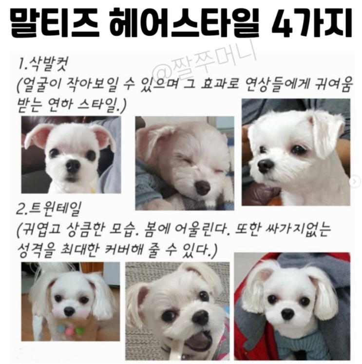  말티즈 헤어스타일 4가지