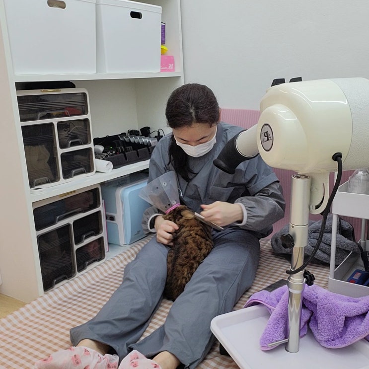  논현동 고양이 미용, 봄 맞이 목욕 : 로얄캣