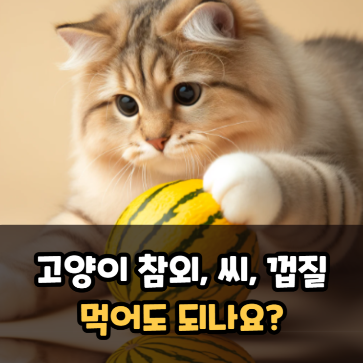  고양이 참외 먹어도 되나요? 참외씨와 껍질 주의사항