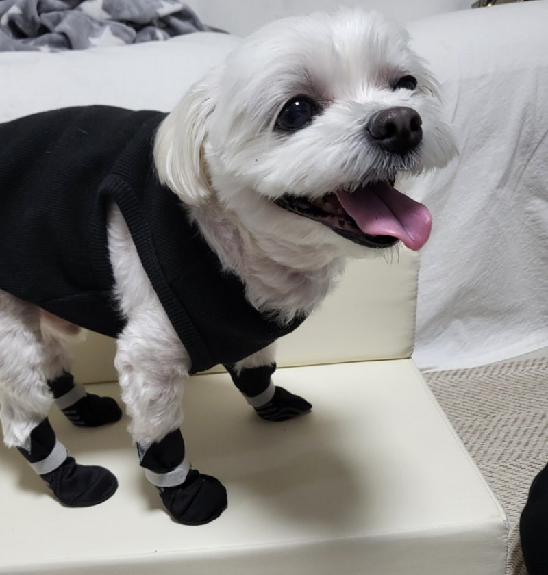포우랩 강아지 신발 추천 미끄럼방지 항균효과까지